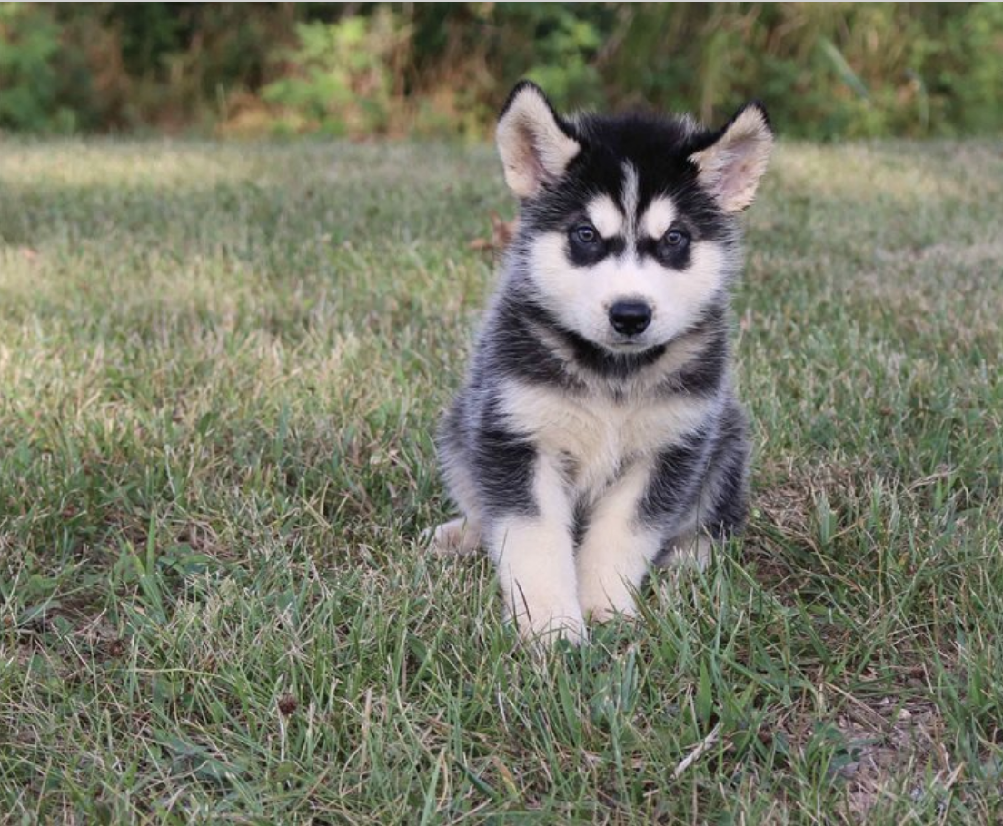 comprar cachorros sanos, baratos y asequibles para la venta